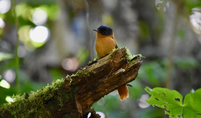 Pequeno pássaro azul-amarelo multicolorido em Madagascar sentado em um ramo