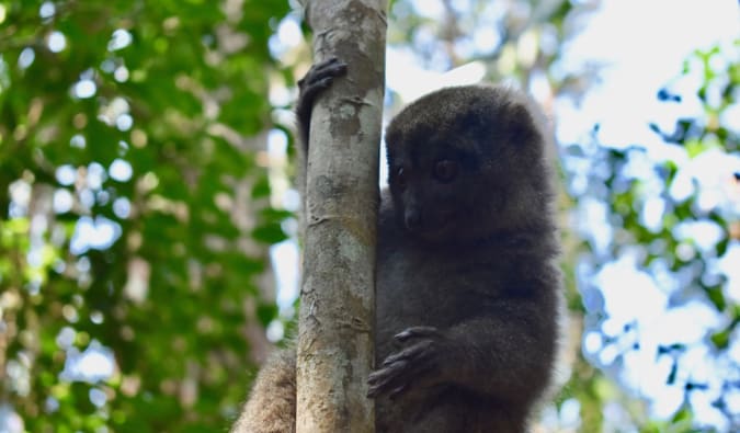 Lemur marrom se esconde na floresta, segurando uma árvore