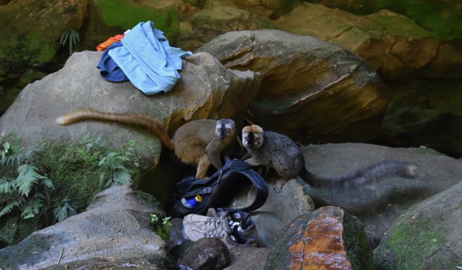 Dois Lemurs roubam minhas coisas de uma mochila na selva de Madagascar