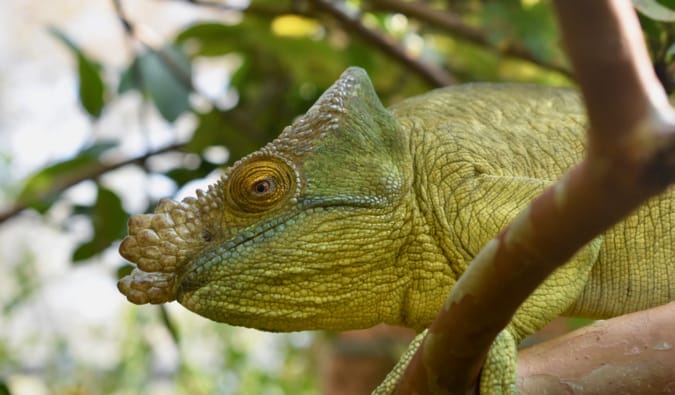 Big Green Lizard na selva de Madagascar