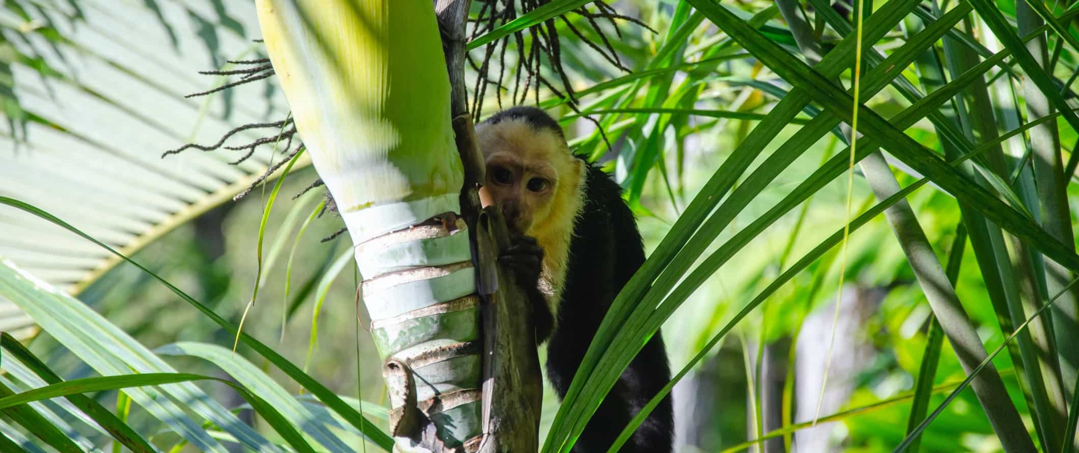 O macaco da capucina olha para a câmera por causa do galho de palmeira no parque nacional Manuel Antonio, Costa Rica