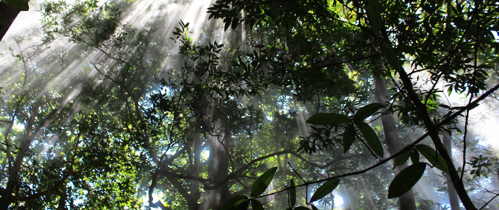 Floresta nuvem em Monteverda, Costa Rica