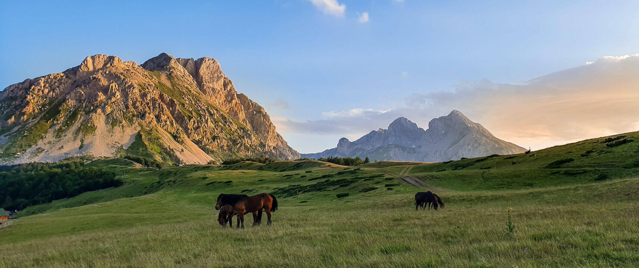 Cavalos em um espaçoso campo verde perto das montanhas em Montenegro