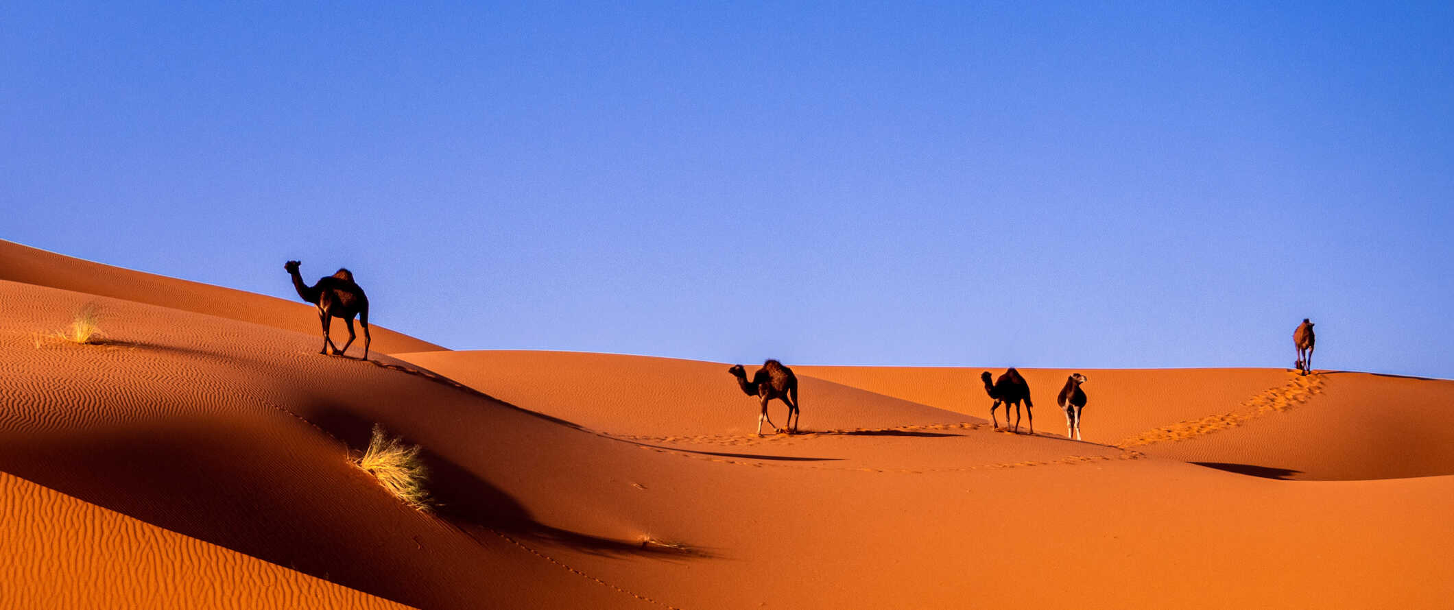 Camelos passeando por enormes dunas douradas no belo Marrocos em um dia ensolarado no deserto