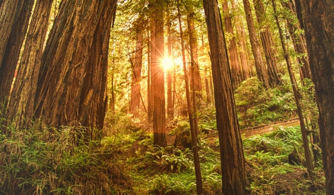 Árvores maciças na floresta serena Muir em São Francisco, EUA