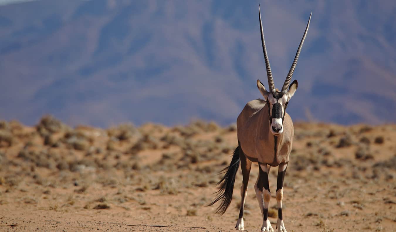 Vida selvagem no deserto da Namíbia