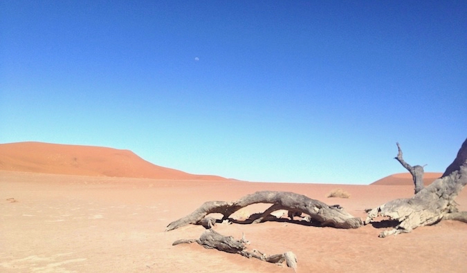 Árvore morta encontra-se no deserto da Namíbia, África