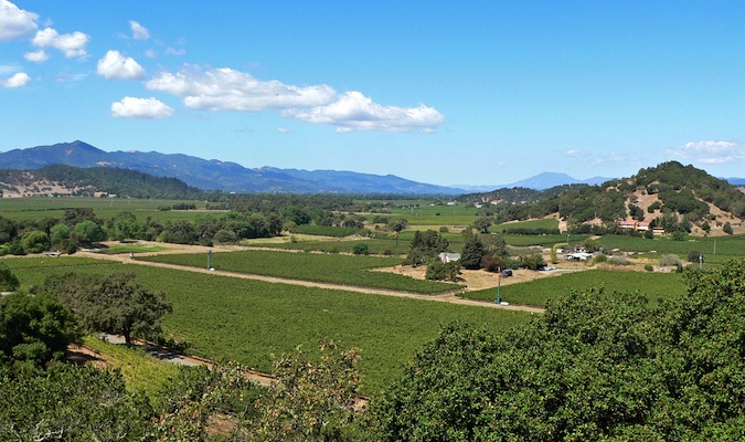 Lindos vinhedos de Napa Valley, nos EUA, no verão