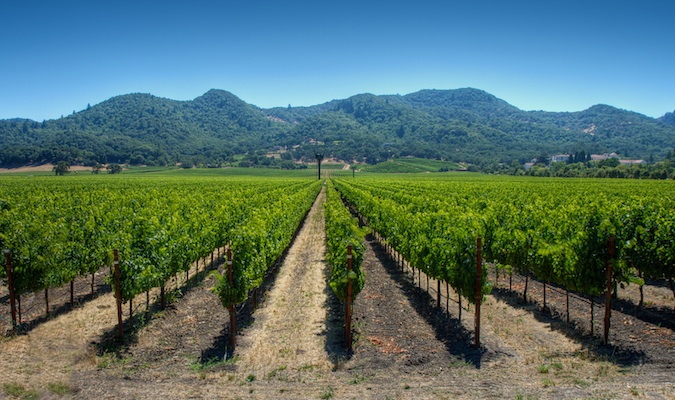 Uma olhada nos pitorescos vinhedos de Napa Valley, nos EUA