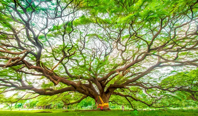 Kanchanaburi Tree de Laurence Norah