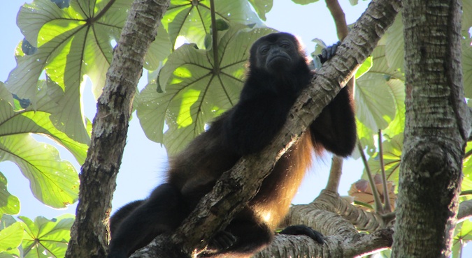 Monkey-Reveun na ilha de Ometepe
