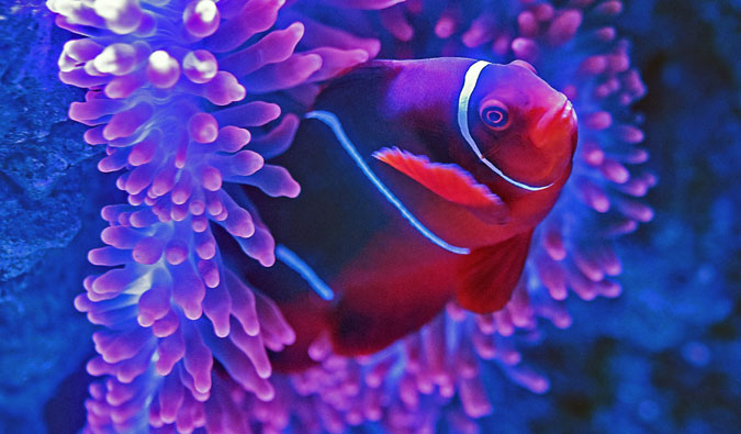 Peixes bonitos e multifolorados de uma grande barreira recife na Austrália