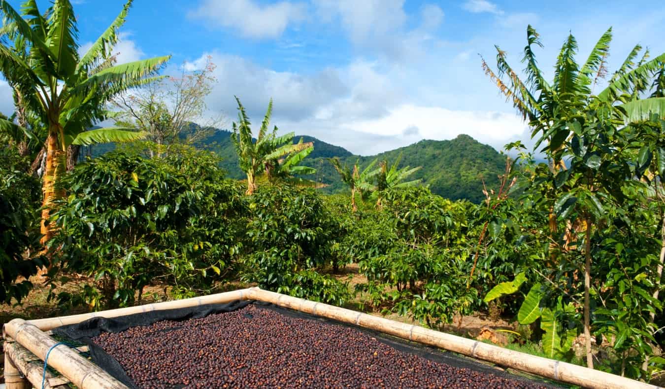 Os grãos de café são secos ao sol na plantação de café no Panamá