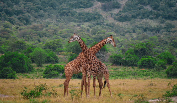 Duas girafas de pé no pescoço em Ruanda