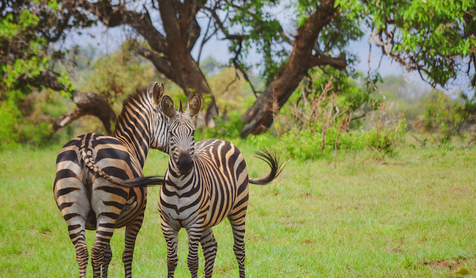 Duas zebras em Ruanda