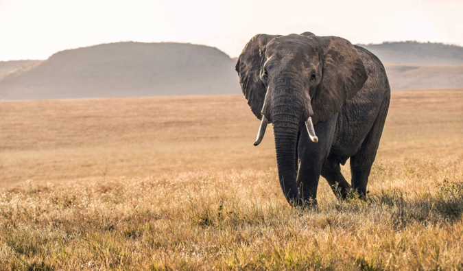 O elefante solitário passa pela savana no Quênia