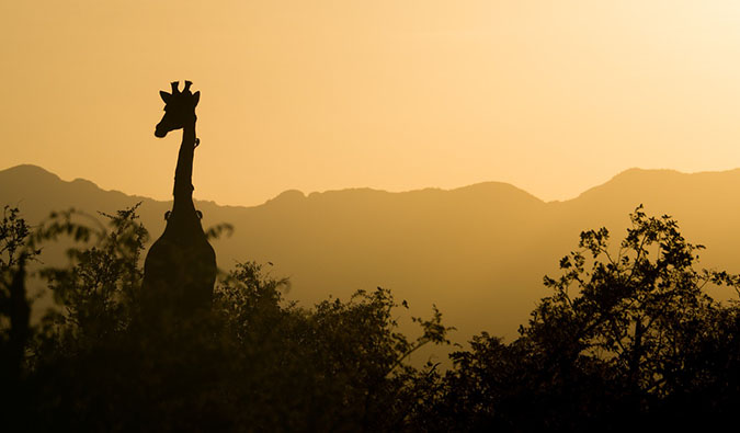Girafa ao pôr do sol durante um safari africano