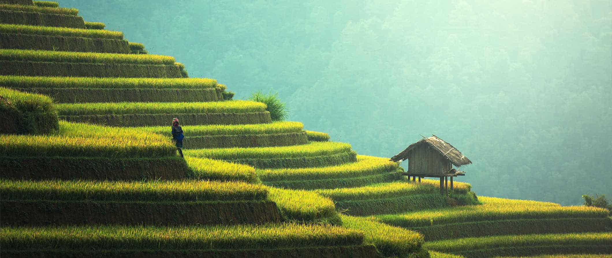 Um homem solitário está em terraços de arroz verdejantes no sudeste da Ásia em um dia ensolarado.