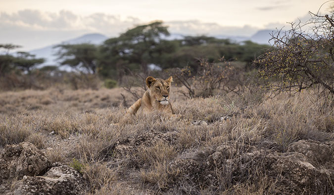Parque Nacional Serengeti e Parque Nacional Maasai Mara na Tanzânia e no Quênia