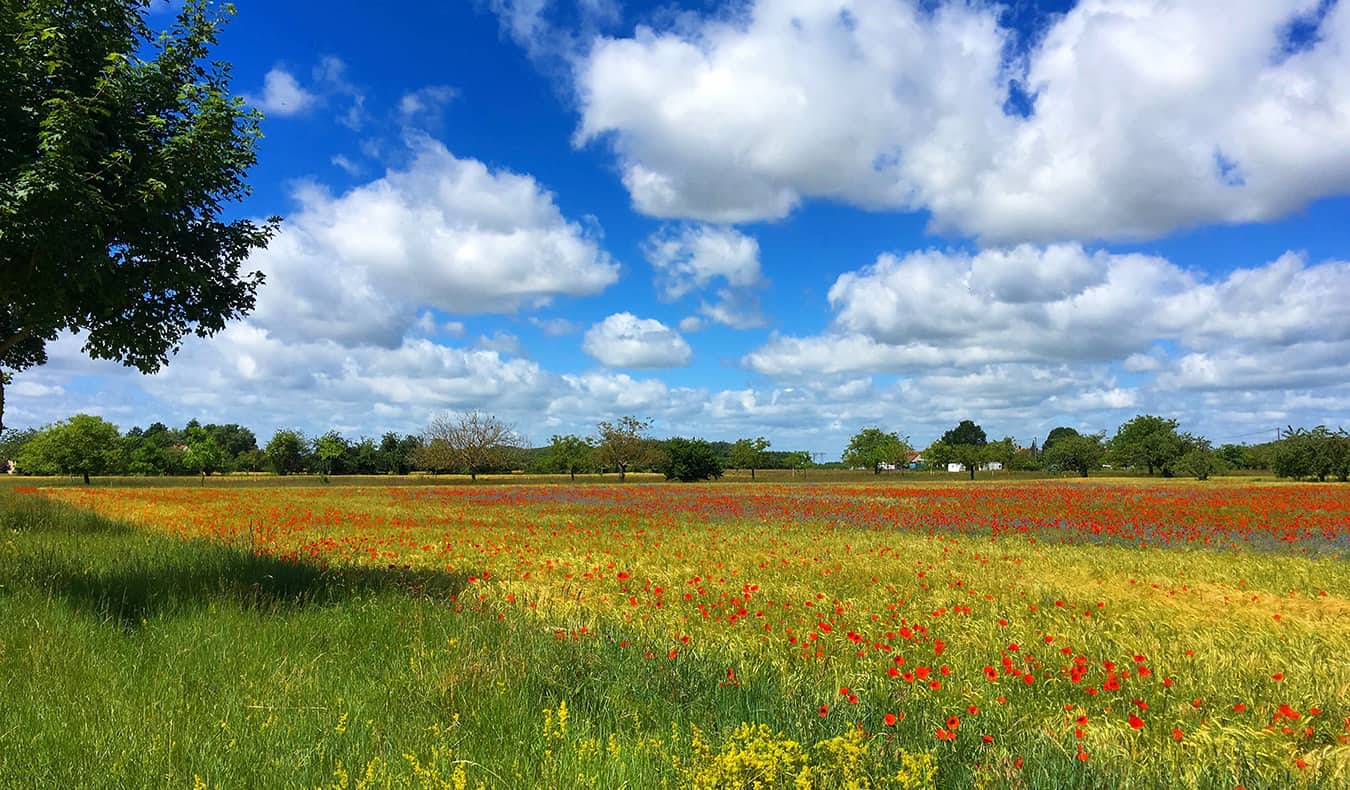 Um campo luminoso na França em um dia ensolarado, repleto de flores coloridas
