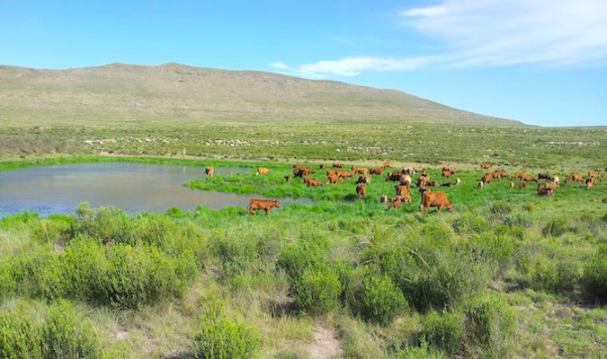 Vacas em uma fazenda na África do Sul comem grama verde suculenta