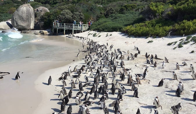 Os pinguins se reúnem em uma praia arenosa na África do Sul