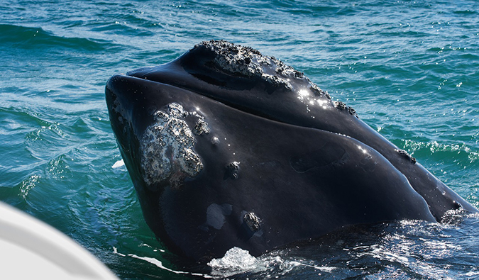 Uma grande baleia ao lado de um pequeno barco durante um passeio de baleias na África do Sul