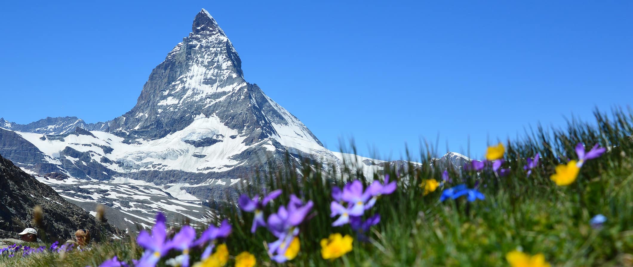 Matterhorn com flores roxas floridas, Suíça