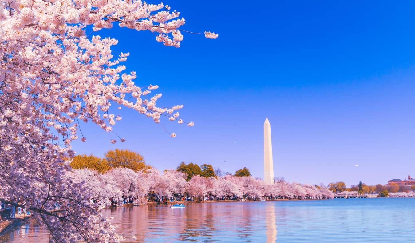 Reservatório da Bacia de Tidal cercado por cerejeiras floridas com o monumento Obelisk Washington em segundo plano em Washington, o Distrito de Columbia