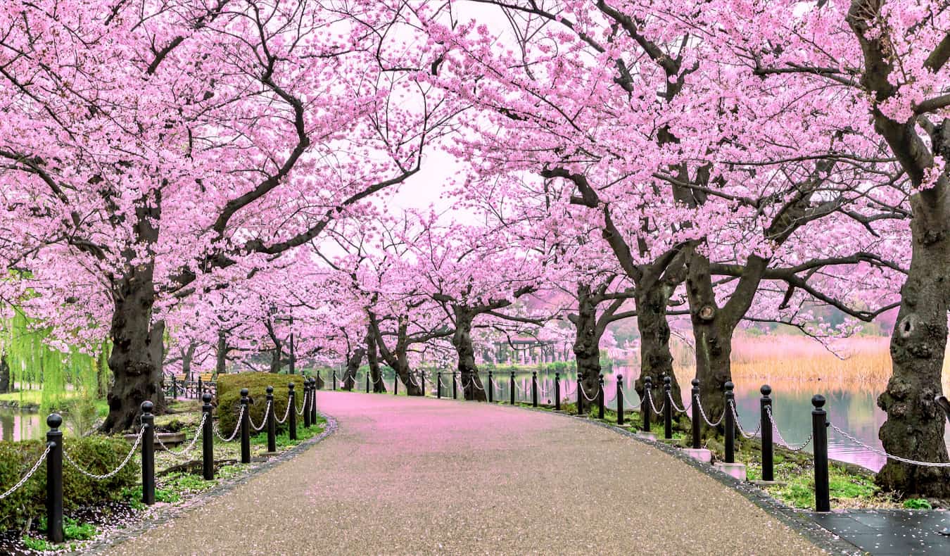 Rio no caminho do Weno Park, em Tóquio, cercado por um sakura florescendo