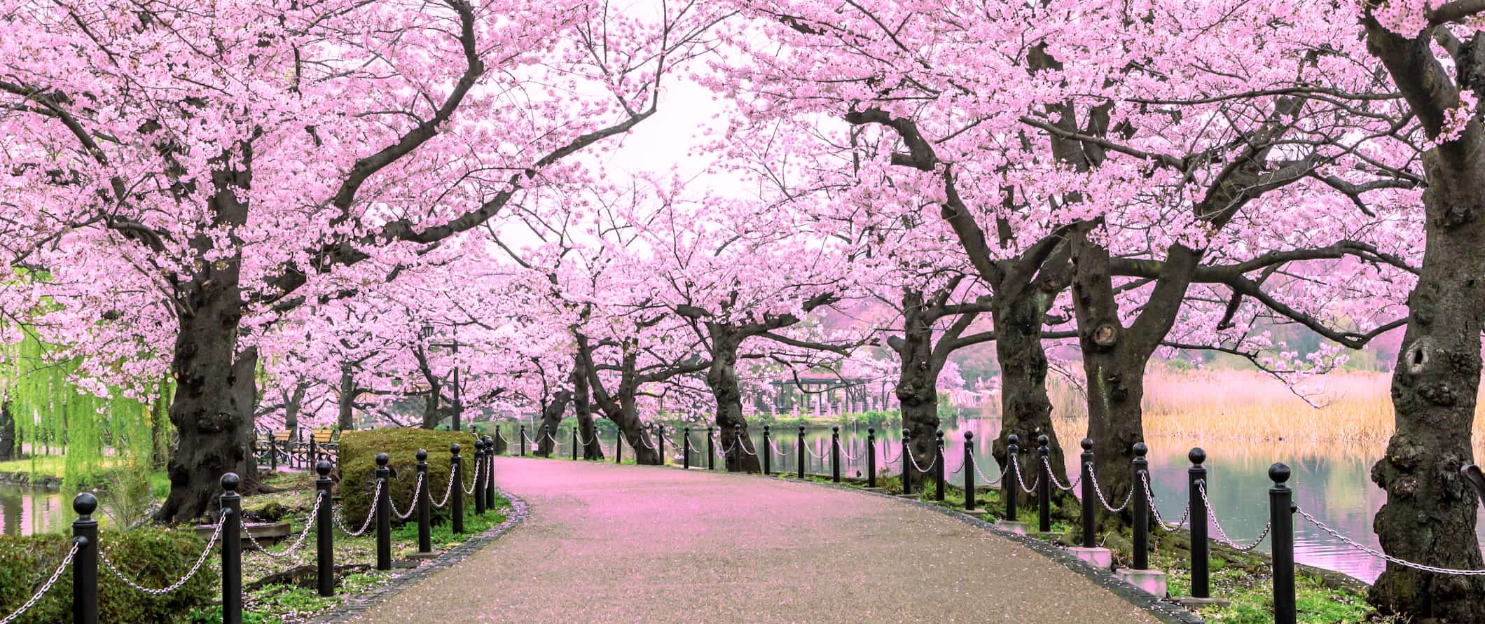Uma trilha estreita repleta de flores de cerejeira perto de um rio em Tóquio, Japão