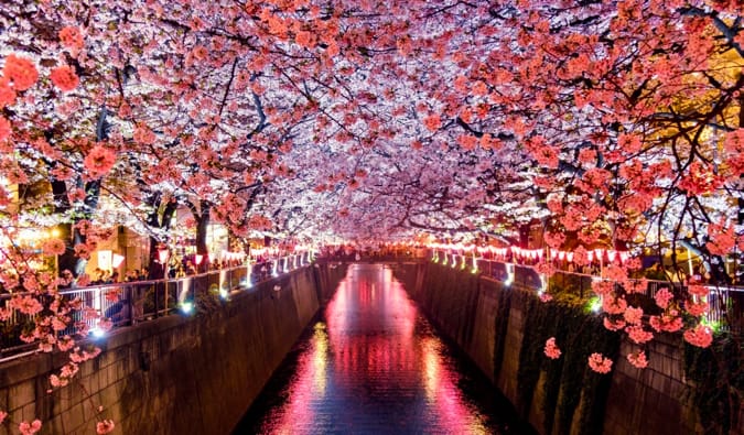 Flores brilhantes de Sakura nas margens do rio Maguro em Tóquio, Japão