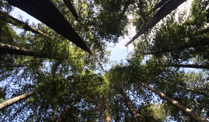 Árvores altas no parque nacional na América