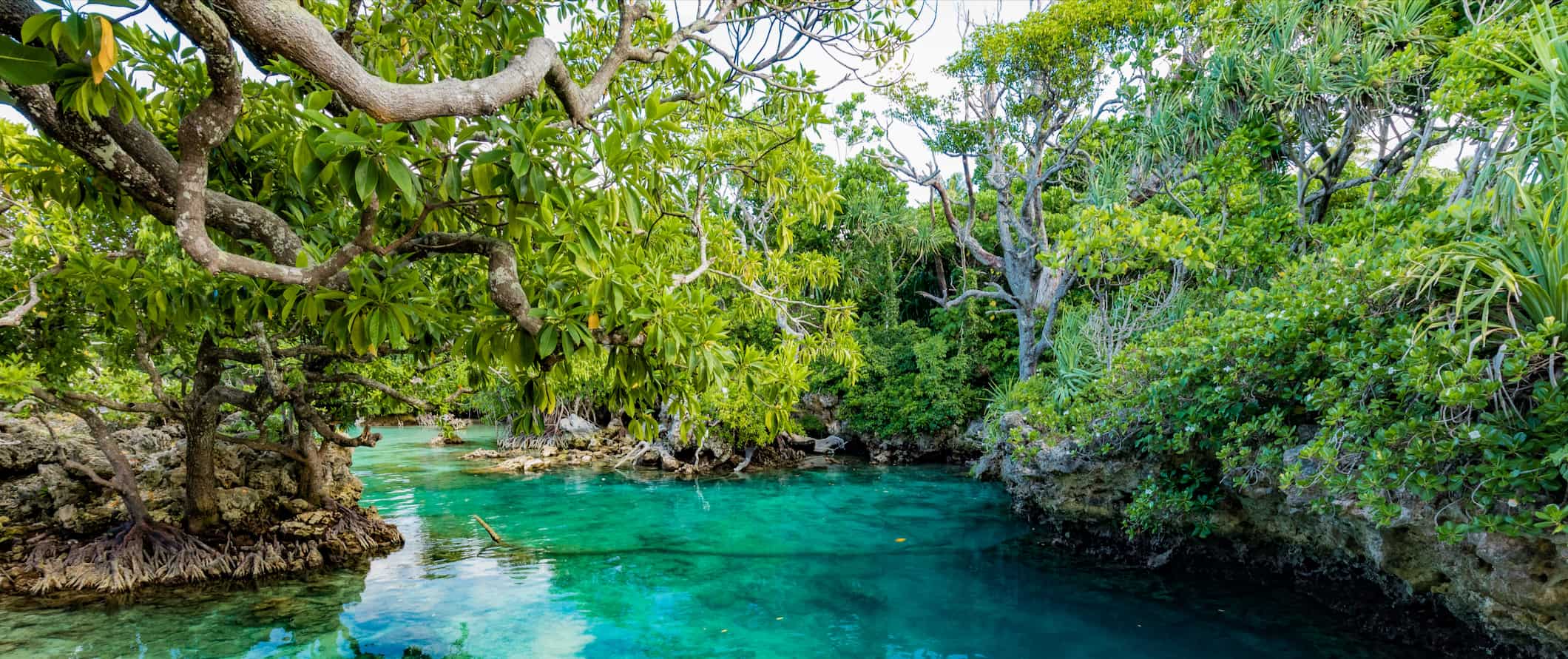 Selva ao redor de um pequeno riacho estreito na exuberante Vanuatu