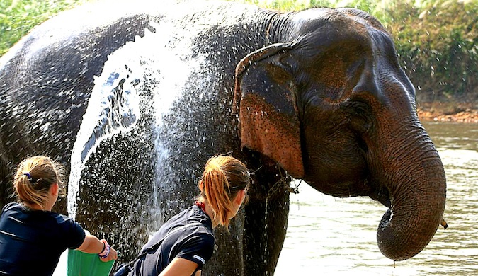 Duas mulheres-voluntárias banham um grande elefante na Tailândia