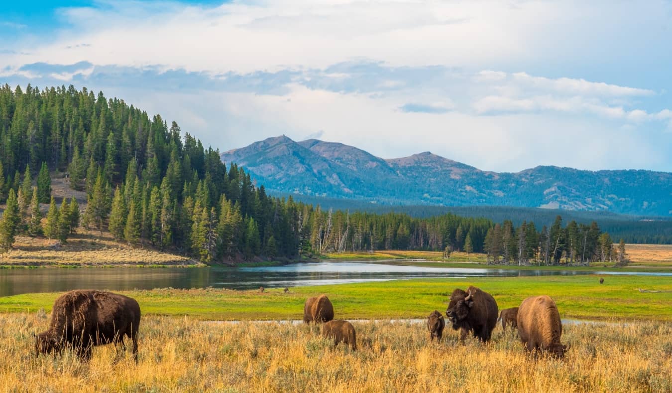 Bisão em primeiro plano com montanhas ao fundo no Parque Nacional de Yellowstone
