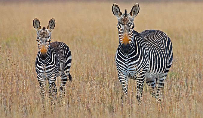 Zebra fica em grama alta durante o Safari na bela África do Sul