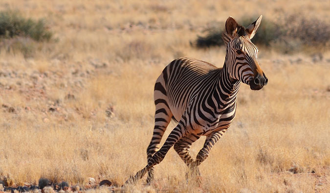 Zeba correndo na Namíbia