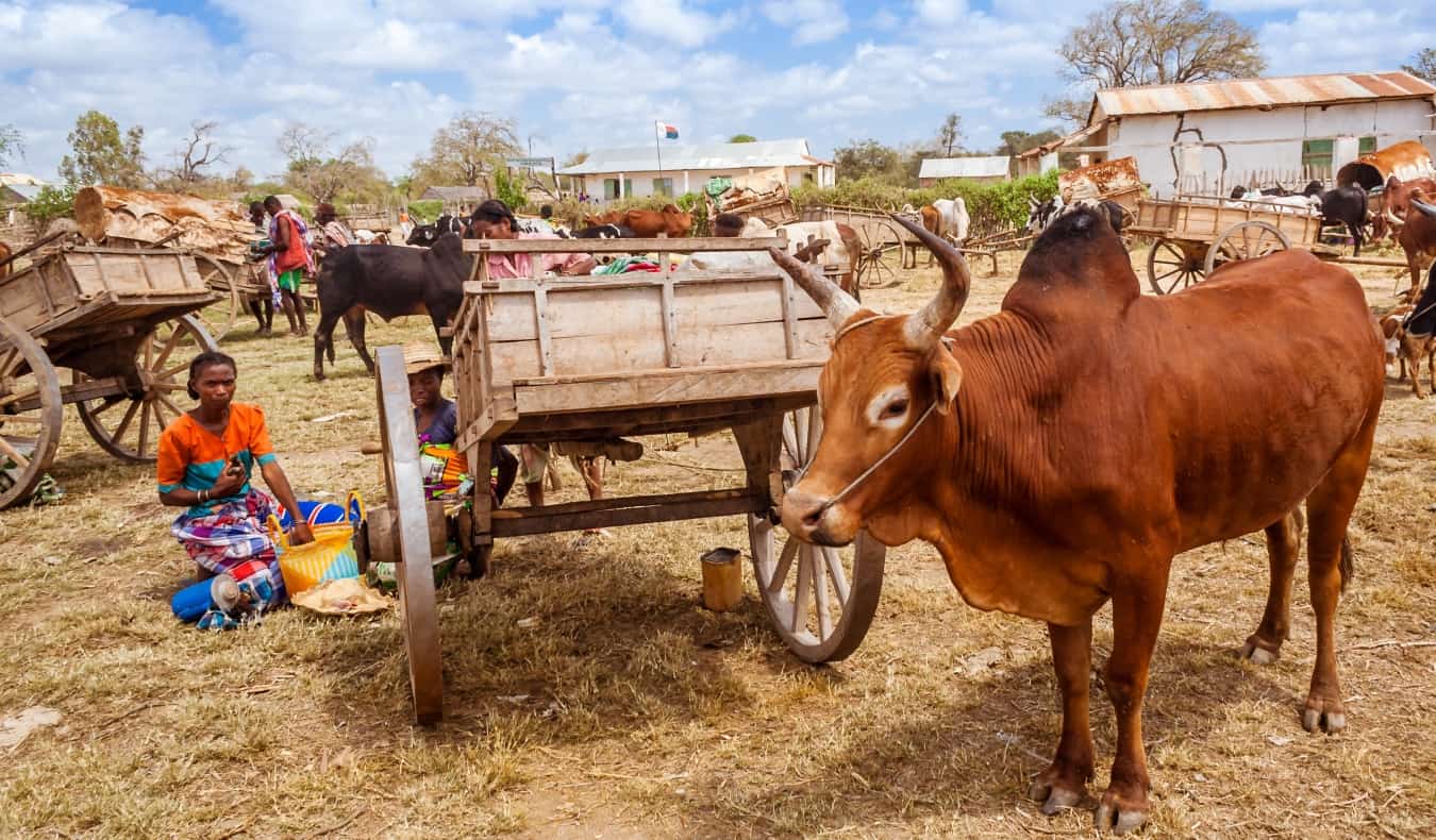 Vaca zeb no mercado ao lado de um carrinho de madeira em Madagascar